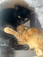 Har 4 katter i ras Brittiskt Korthår Har 4 katter i ras Brittiskt Korthår