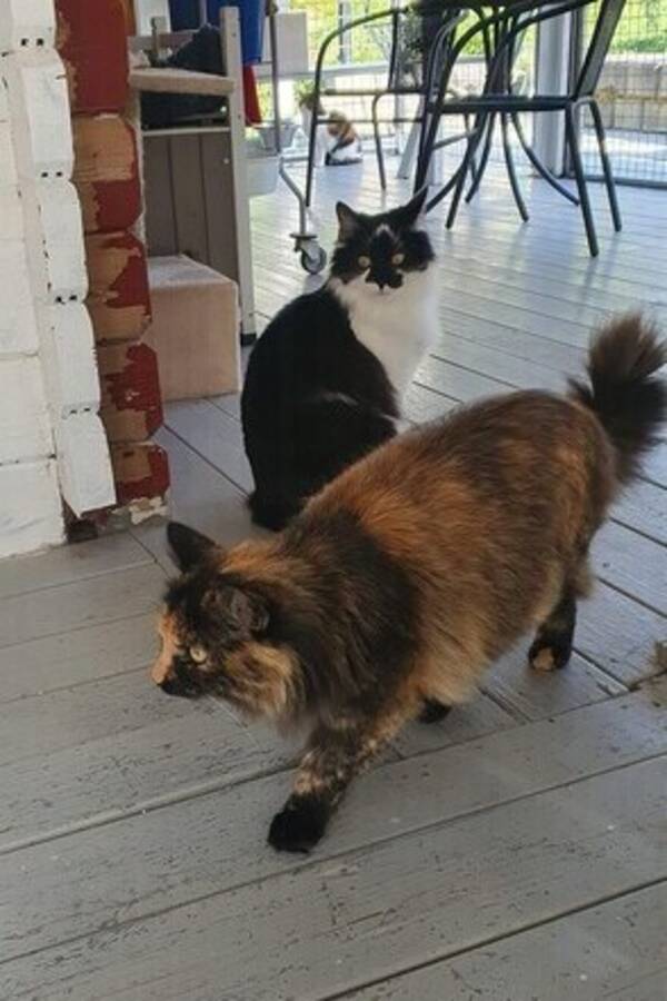 Katt - Søskenpar katter Katt - Søskenpar katter