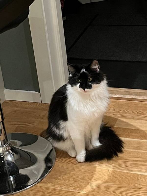 Katt - Søskenpar katter Katt - Søskenpar katter