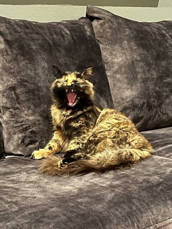 Katt - Søskenpar katter Katt - Søskenpar katter