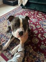 American bully American bully