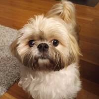 Shih-tzu-Viper