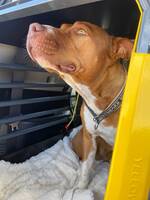 Pitbull/Amstaff Pitbull/Amstaff