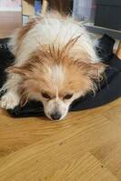 Pomeranian/ pupillen Sixten Pomeranian/ pupillen Sixten