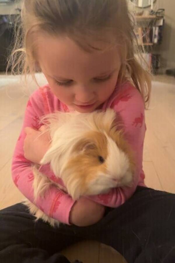 Annet - Marsvin Annet - Marsvin