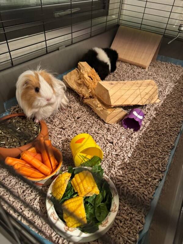 Annet - Marsvin Annet - Marsvin