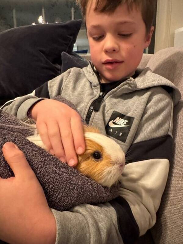 Annet - Marsvin Annet - Marsvin