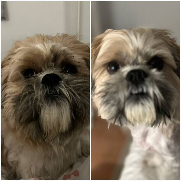 Hund - Hunden snoop dogg Hund - Hunden snoop dogg