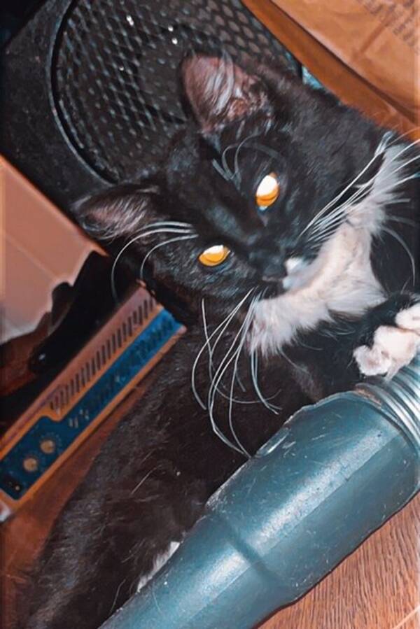 Katt - Katt Katt - Katt