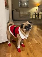 Enzo il magnifico Enzo il magnifico