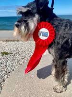 Dvärg-schnauzern Yahlmar Dvärg-schnauzern Yahlmar