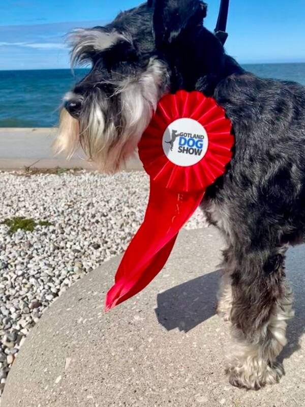 Hund - Dvrg-schnauzern Yahlmar