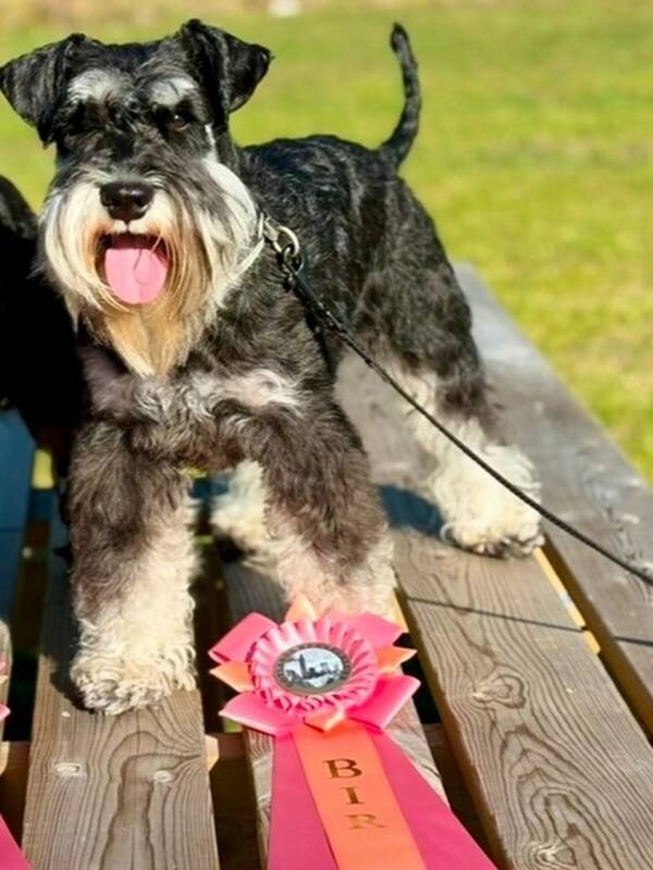 Hund - Dvrg-schnauzern Yahlmar