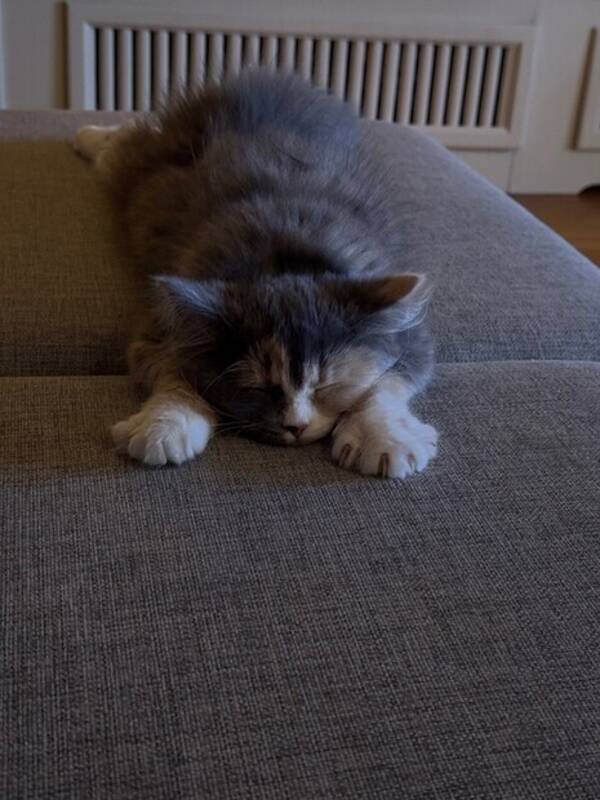 Katt - Katten Trulte Katt - Katten Trulte