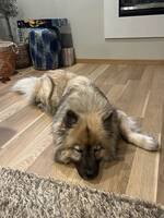 Eurasier med navn Elli