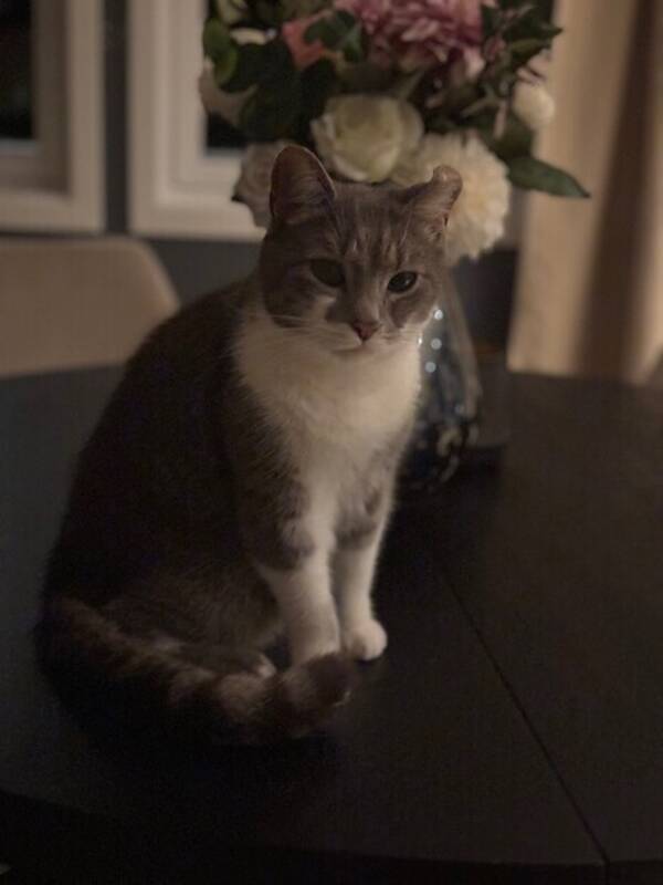 Katt - Huskatt Katt - Huskatt