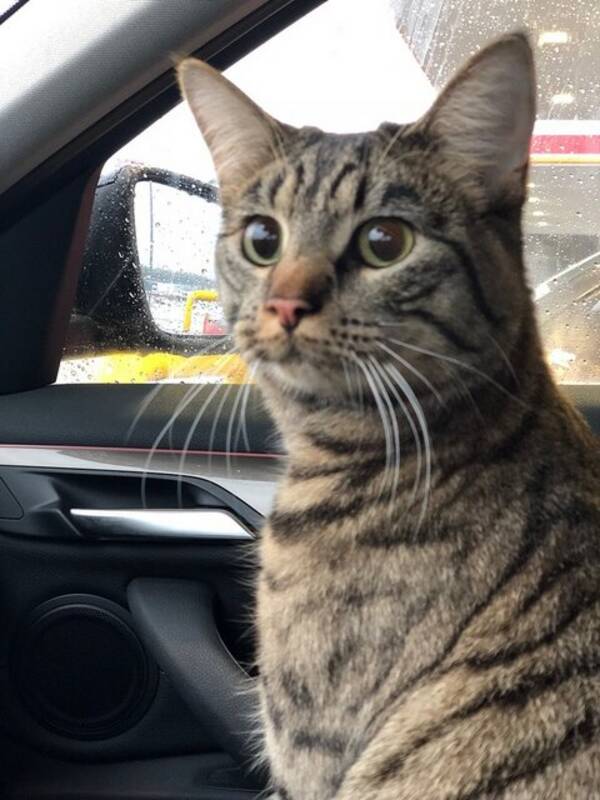 Katt - Huskatt Katt - Huskatt