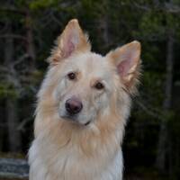 Vit schäfer, Arrak Vit schäfer, Arrak