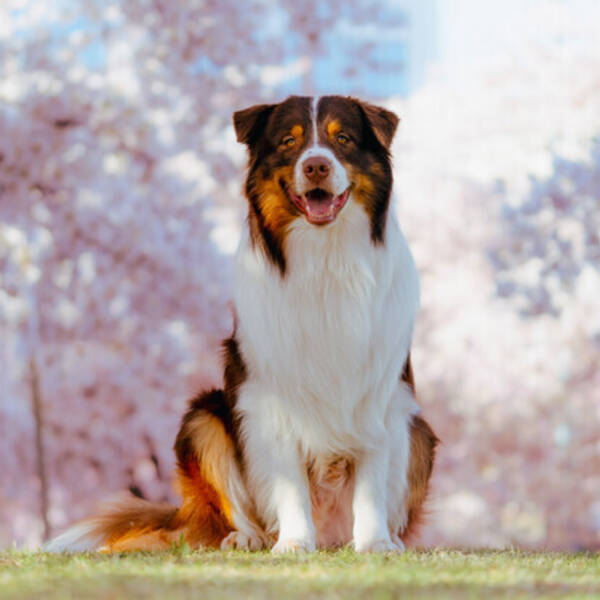 Hund - Ecco, australian shepherd 