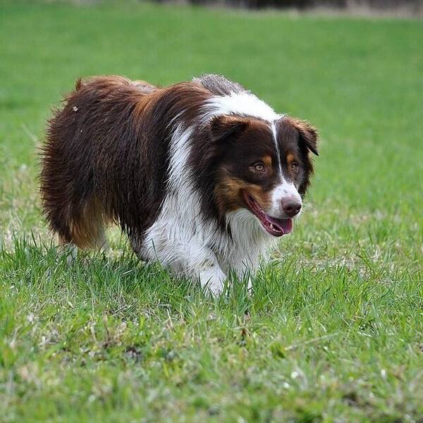 Hund - Ecco, australian shepherd 