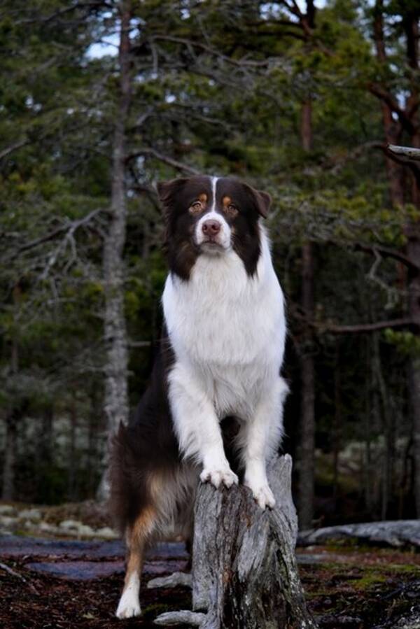 Hund - Ecco, australian shepherd 