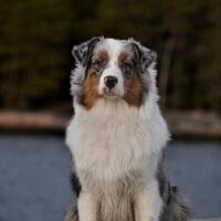 Kiito, australian shepherd 