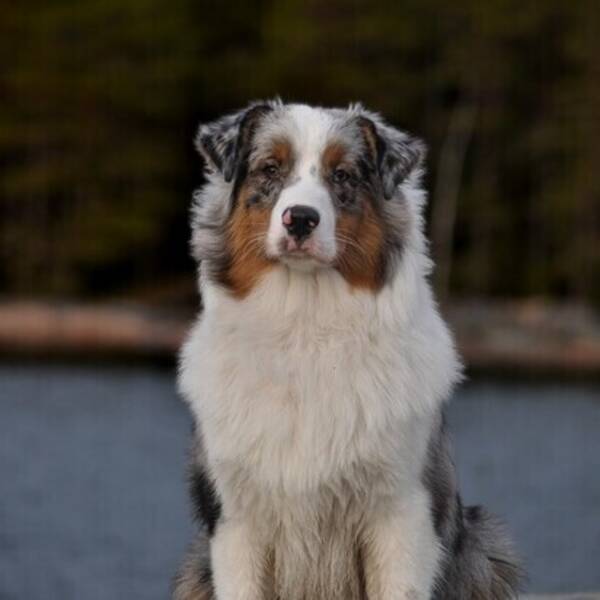 Hund - Kiito, australian shepherd 