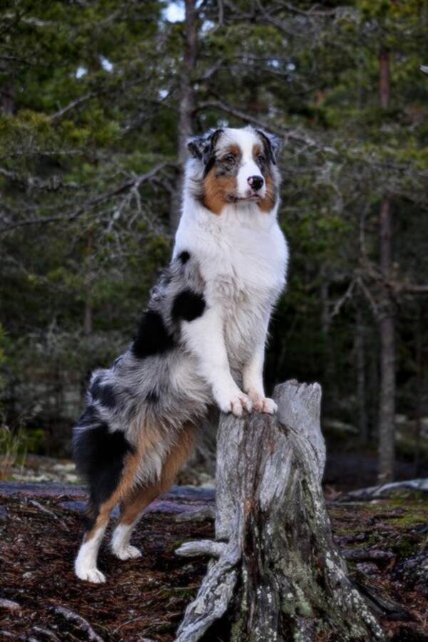 Hund - Kiito, australian shepherd 