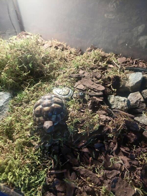 Annet - Skilpadde  Annet - Skilpadde