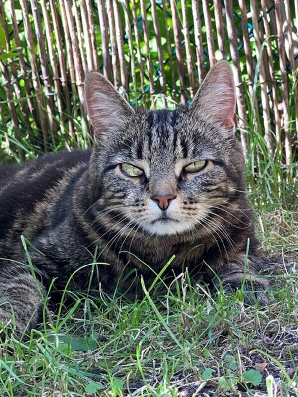 Katt - Mycket lugn och trevlig kattdam