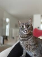 Issie katt  Issie katt