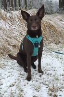 Blandras-Gatuhund Blandras-Gatuhund