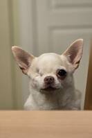 Chihuahua Chihuahua