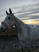 Svensk varmblods  Svensk varmblods