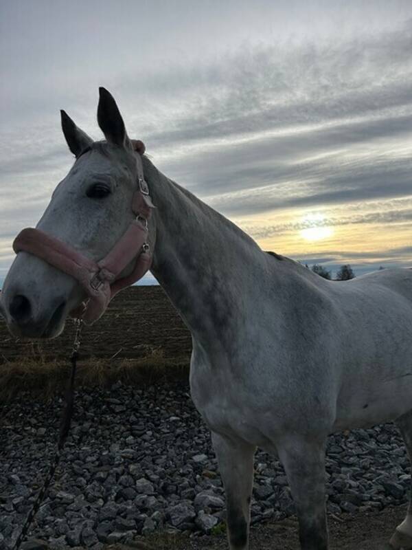 Annet - Svensk varmblods  Annet - Svensk varmblods