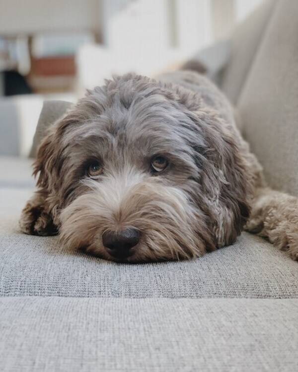 Hund - Australsk cobberdog 