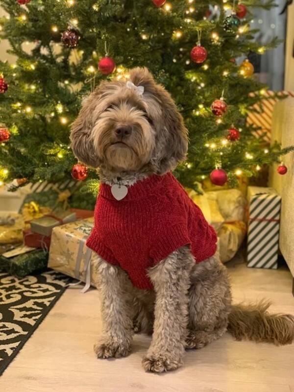 Hund - Australsk cobberdog 