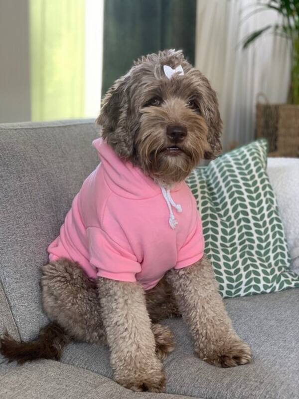 Hund - Australsk cobberdog  Hund - Australsk cobberdog