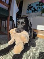 Labradoren Yoda Labradoren Yoda