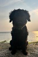 Cockerpoon Mollie Cockerpoon Mollie