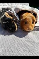 Marsvinen lycka och kiwi Marsvinen lycka och kiwi