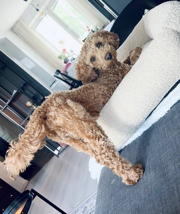 Hund - James The Maltipoo Hund - James The Maltipoo