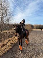 Dressyrhäst Dressyrhäst