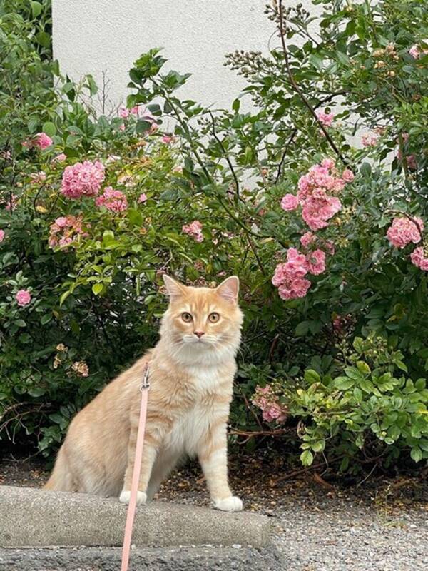 Katt - Orangea katten Felix