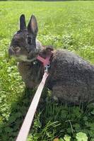 Världens snällaste Åke Världens snällaste Åke