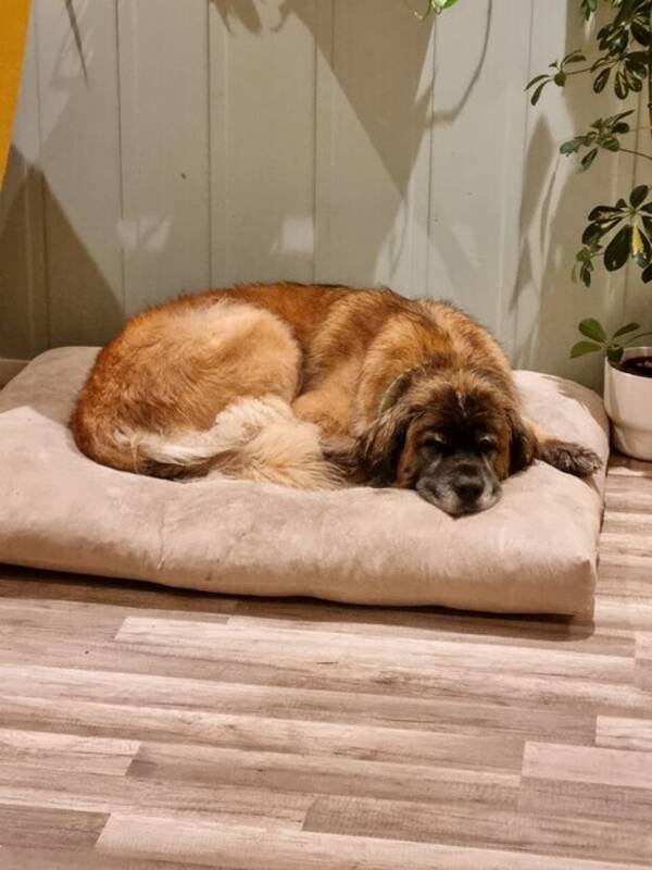 Hund - Mia Hund - Mia