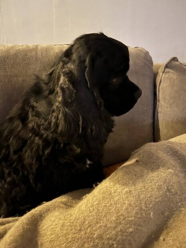 Hund - Snäll Amerikansk cocker spaniel Hund - Snäll Amerikansk cocker spaniel