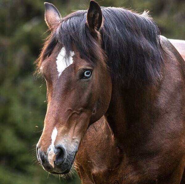 Annet - Kaldblodsen Sjefs Elden ( Sjefen) Annet - Kaldblodsen Sjefs Elden ( Sjefen)