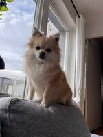 Pomchin Teddy Pomchin Teddy