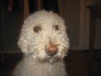 Labradoodle Labradoodle